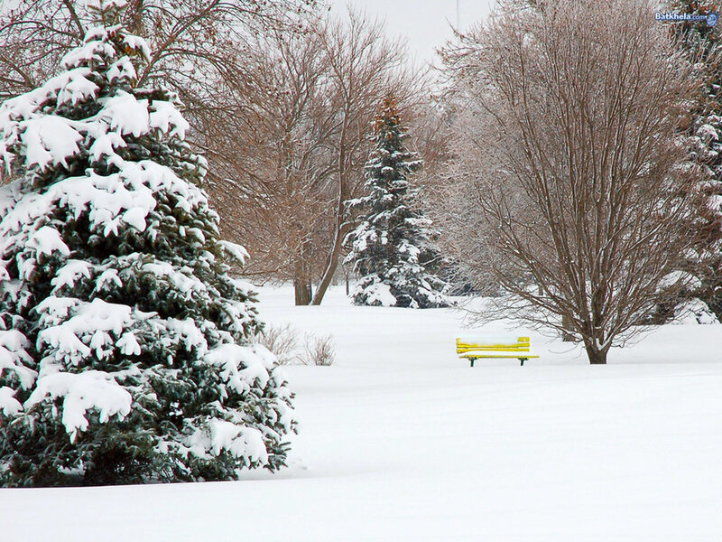 Yellow Bench in Snow
