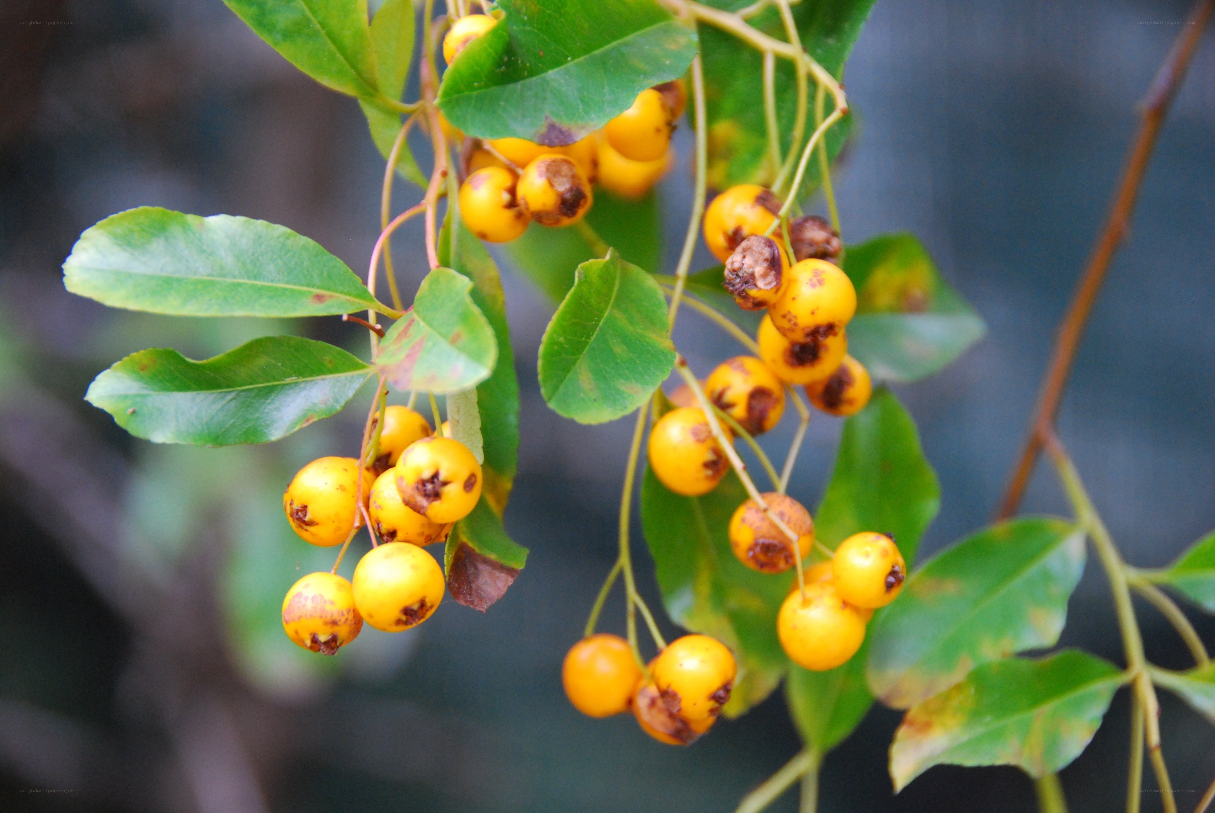 yellow berries on a branch