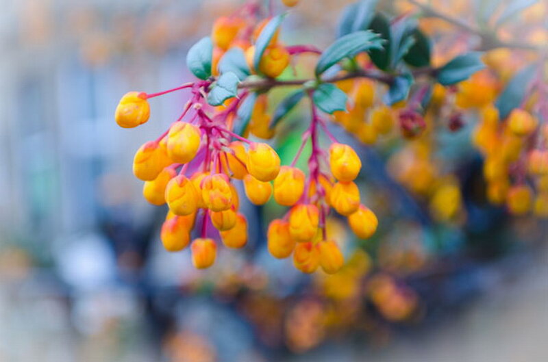 Yellow Berries on Branch