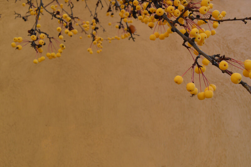 Yellow Berries on Branches