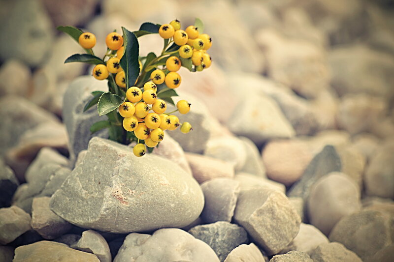Yellow Berries on Rock