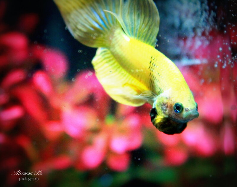 Yellow Betta Fish
