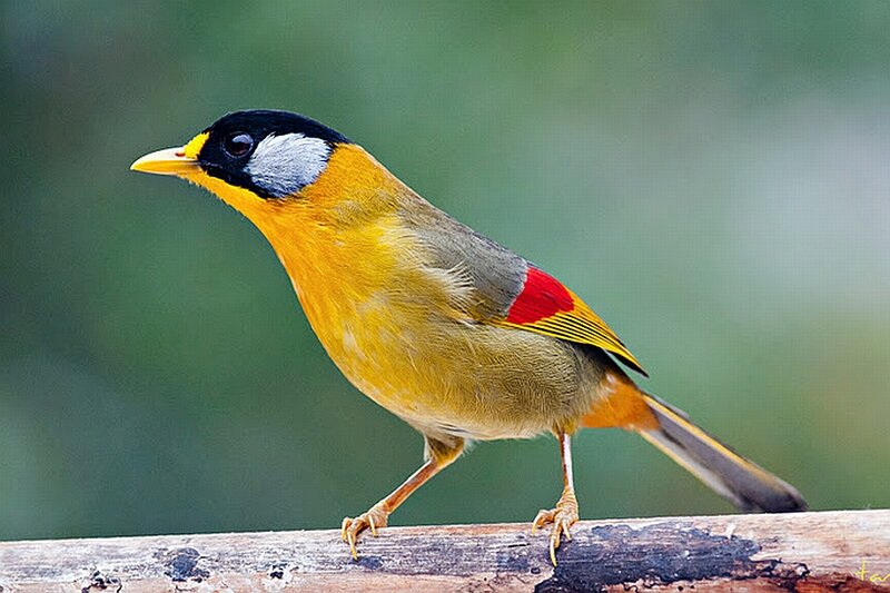 Yellow-billed Babbler