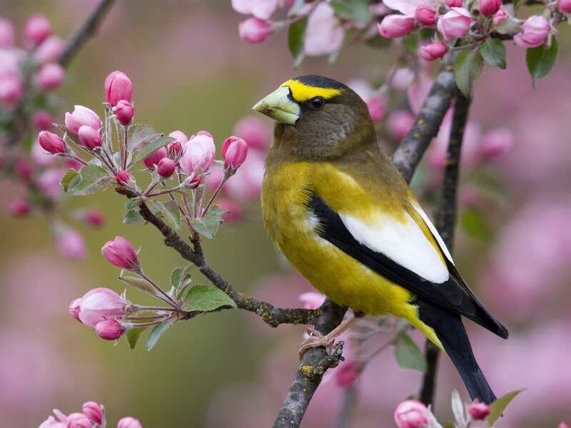 Yellow-billed Bird on Branch