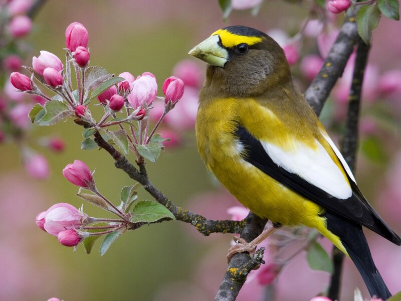 Yellow-billed Bird on Branch — Yellow