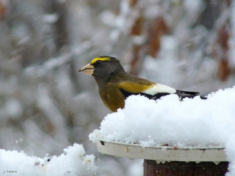 Yellow-billed Bird on Snow