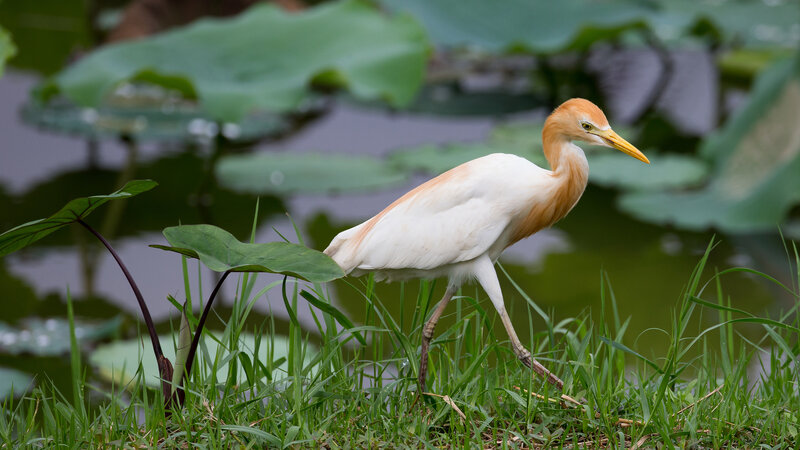 Yellow-billed Egret — Green