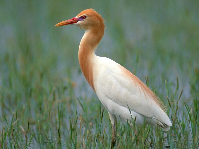 Yellow-billed Egret
