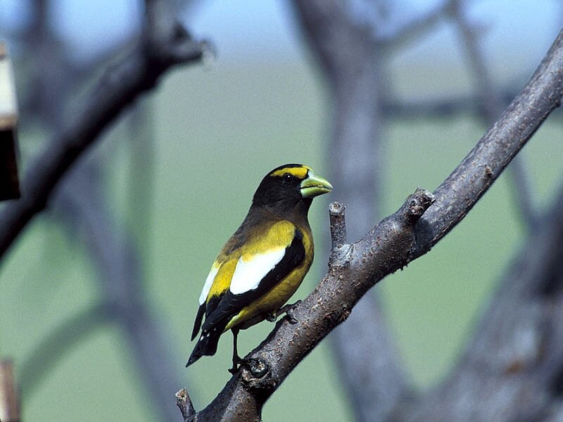 Yellow-billed Grosbeak — Black