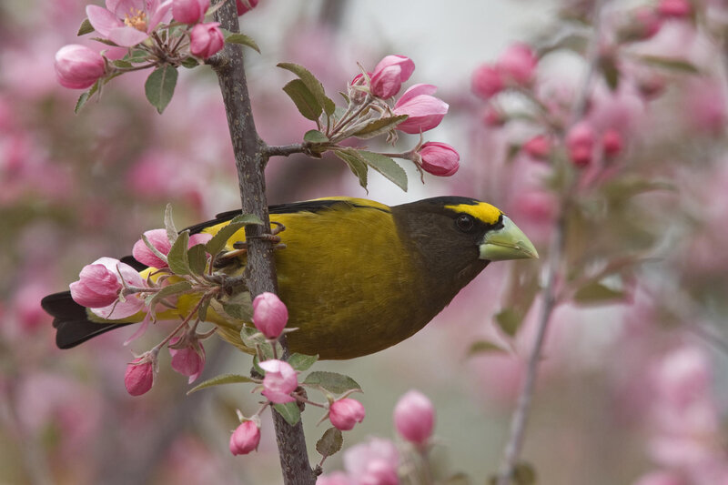 Yellow-billed Grosbeak