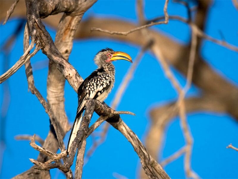Yellow-billed Hornbill