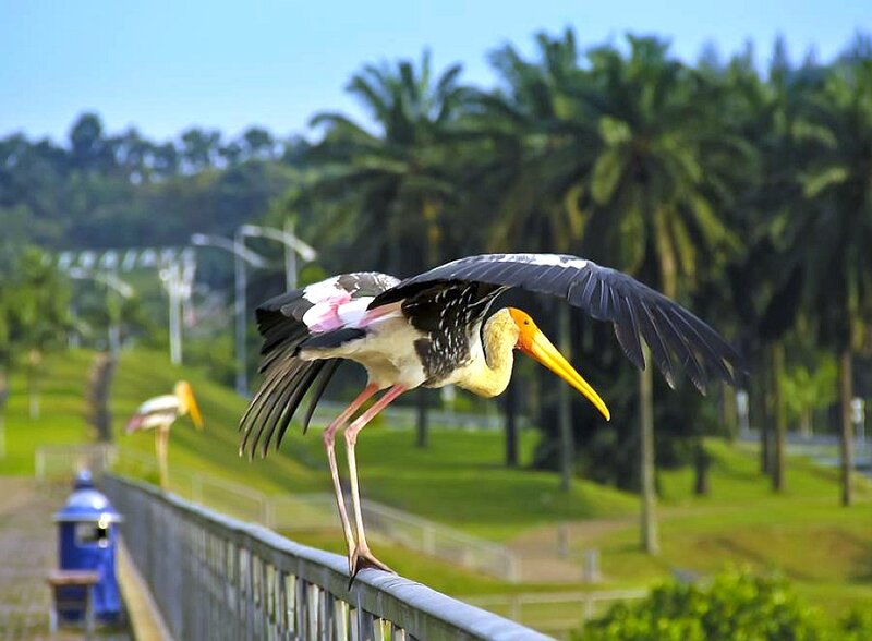 Yellow-billed Stork in Flight