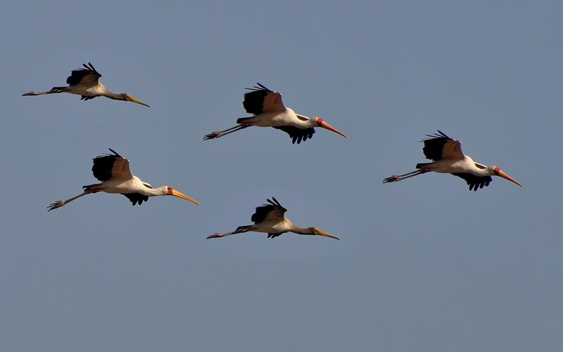 Yellow-billed Storks in Flight