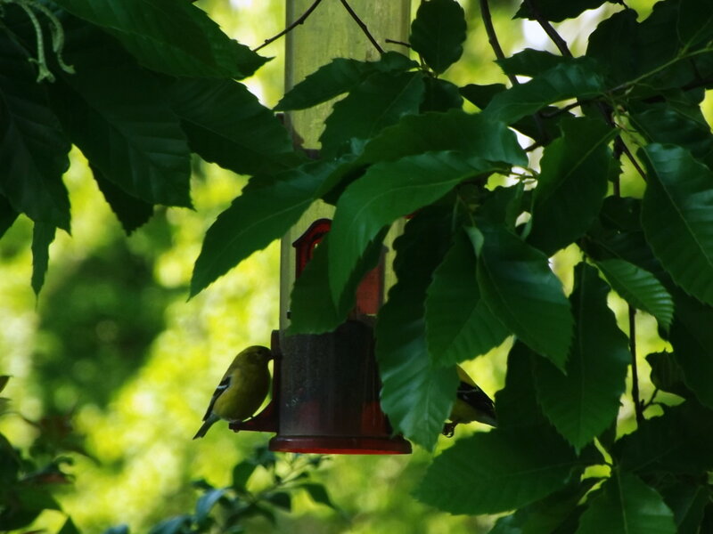 Yellow Bird at Feeder