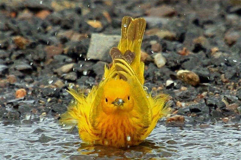 Yellow Bird Bathing — Active, Photograph