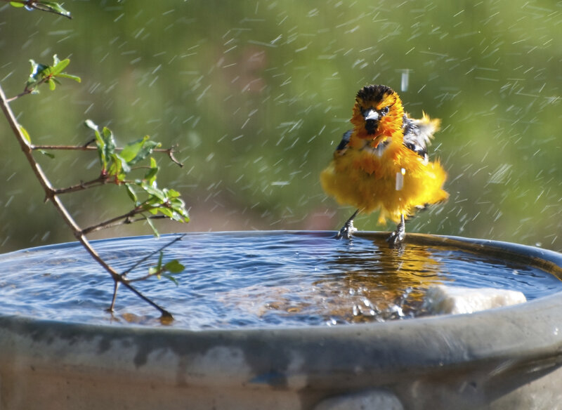 Yellow Bird Bathing — Active