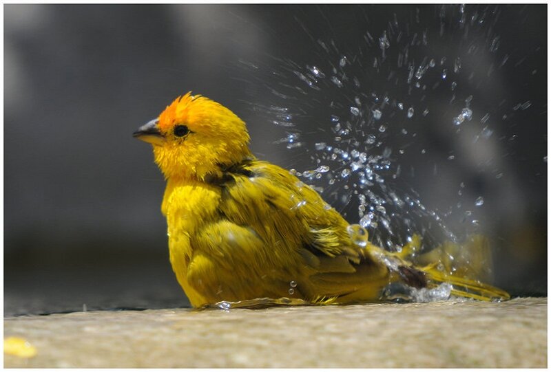 Yellow Bird Bathing