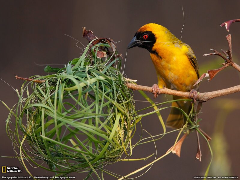 Yellow Bird Building Nest — Focused