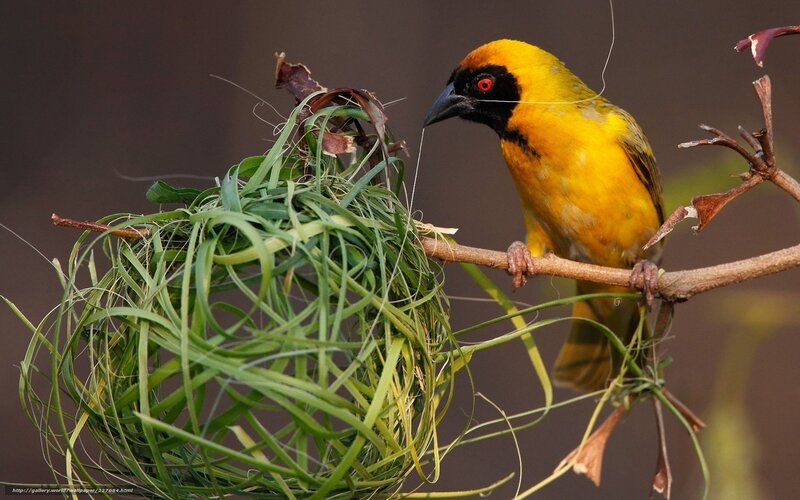 Yellow Bird Building Nest — Natural, Afternoon