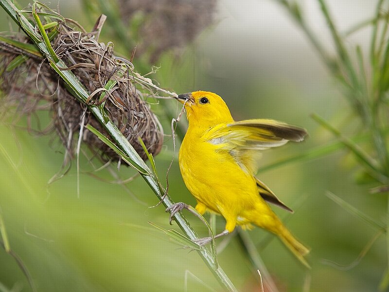 Yellow Bird Building Nest — Natural, Morning