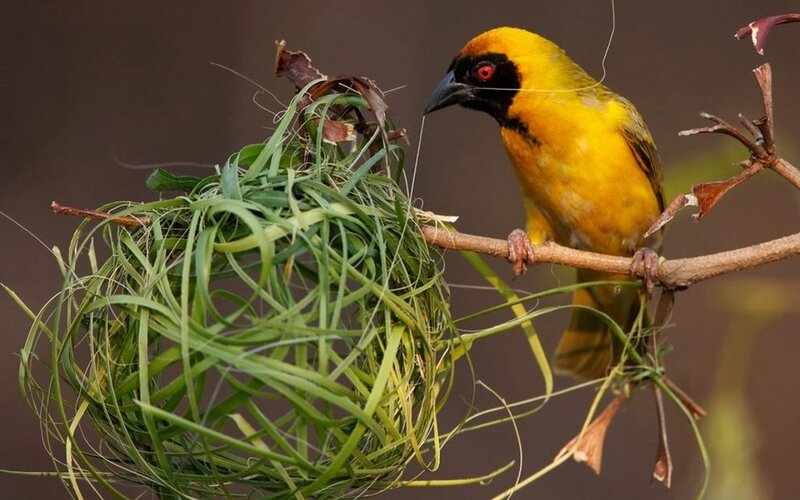 Yellow Bird Building Nest — Natural