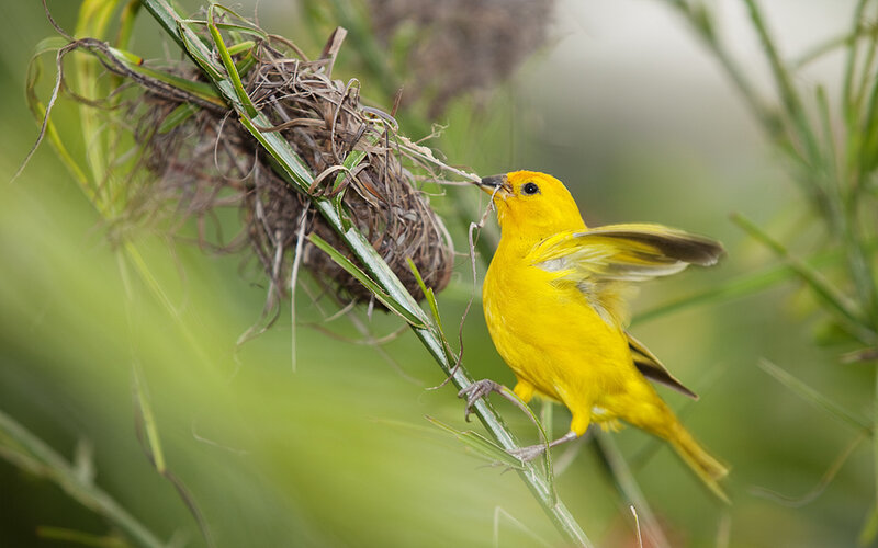 Yellow Bird Building Nest