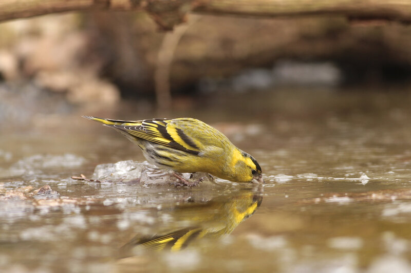 Yellow Bird Drinking Water