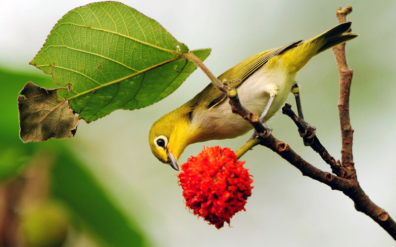 Yellow Bird Eating Fruit