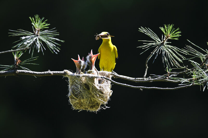 Yellow Bird Feeding Chicks — Natural