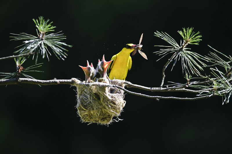 Yellow Bird Feeding Chicks