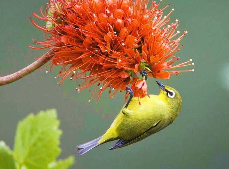 Yellow bird feeding on flower