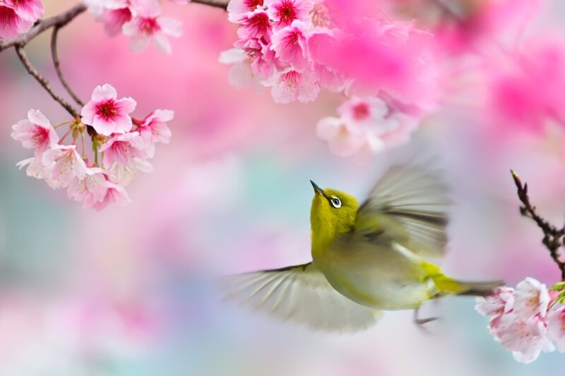 Yellow Bird Flying — Pink