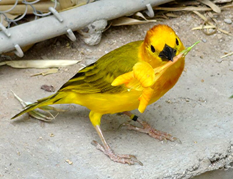 Yellow Bird Holding Grass