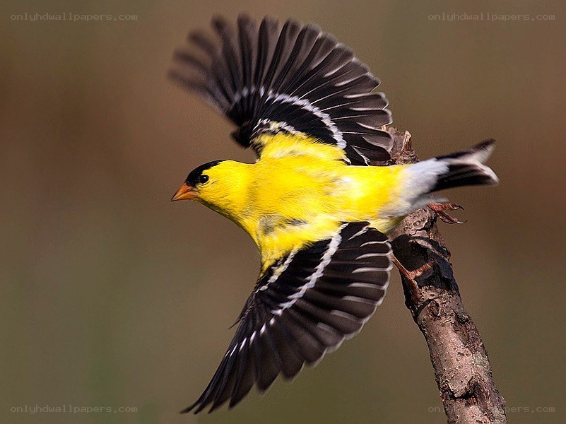 yellow bird in flight