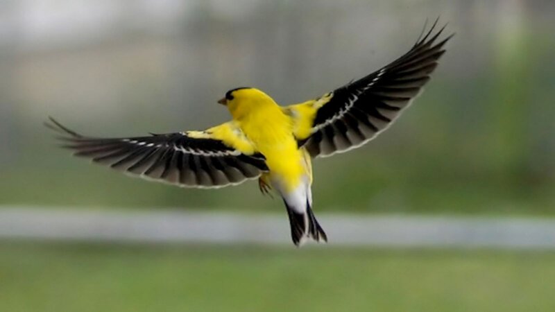 Yellow Bird in Flight — Dynamic