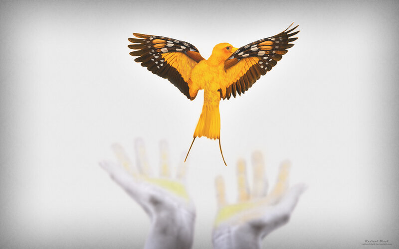 Yellow Bird in Flight — Serene