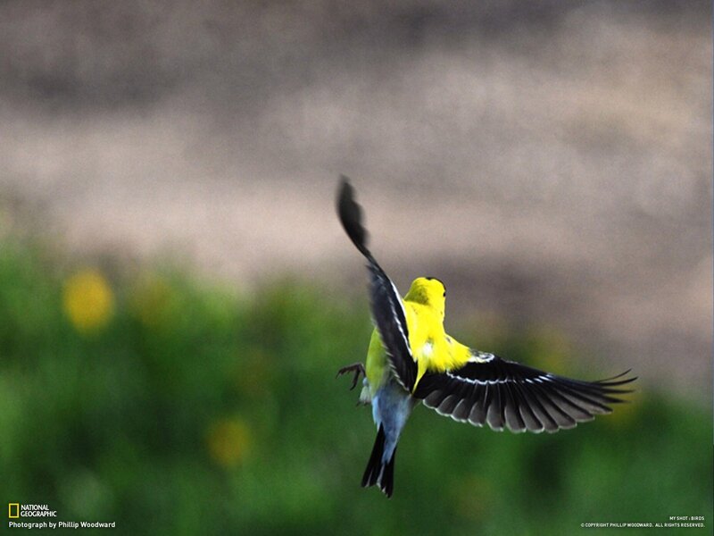 yellow bird in flight