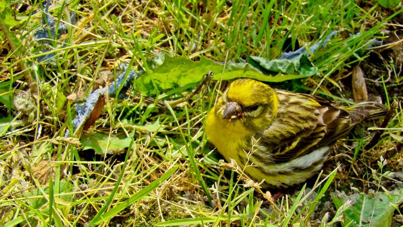 Yellow bird in grass