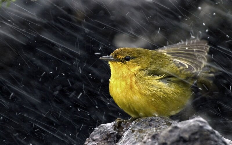 Yellow Bird in Rain — Dramatic, Photograph, Rock