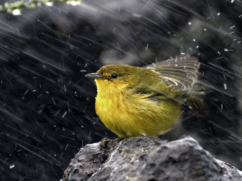 Yellow Bird in Rain — Dramatic