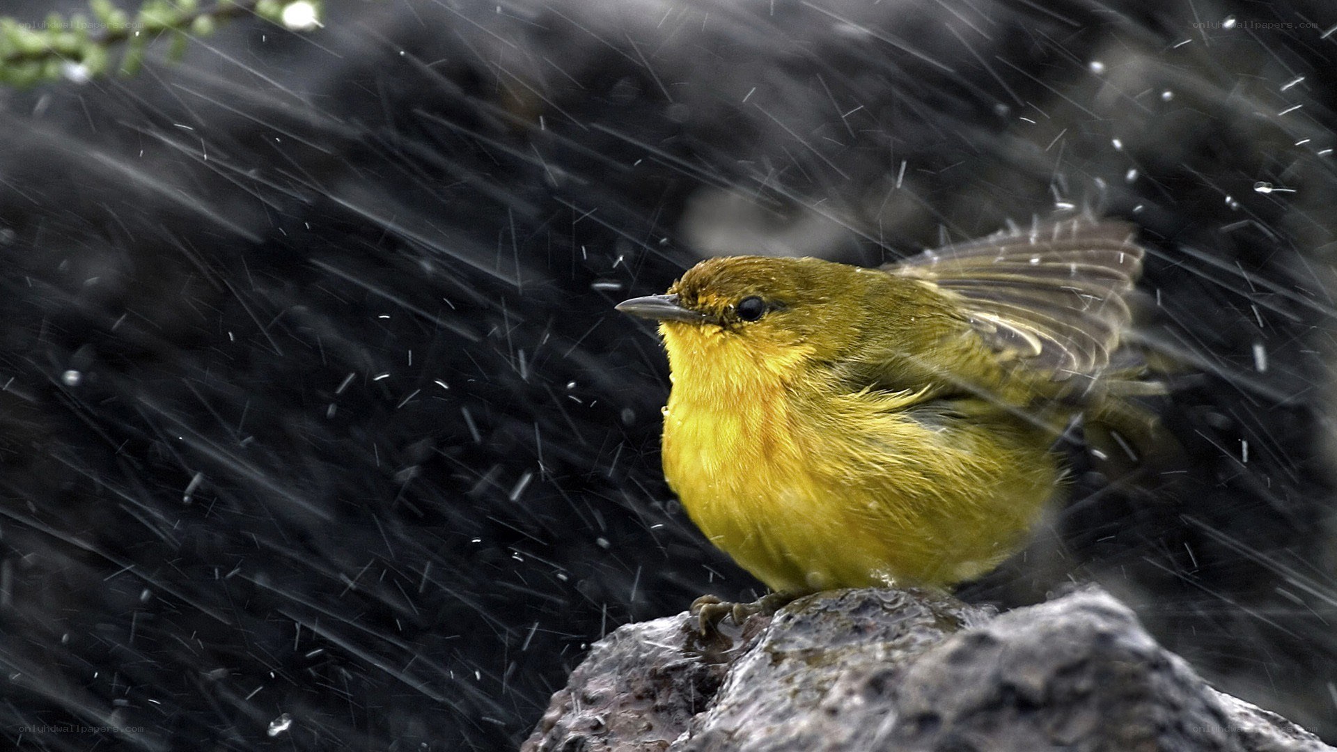 Yellow bird in the rain