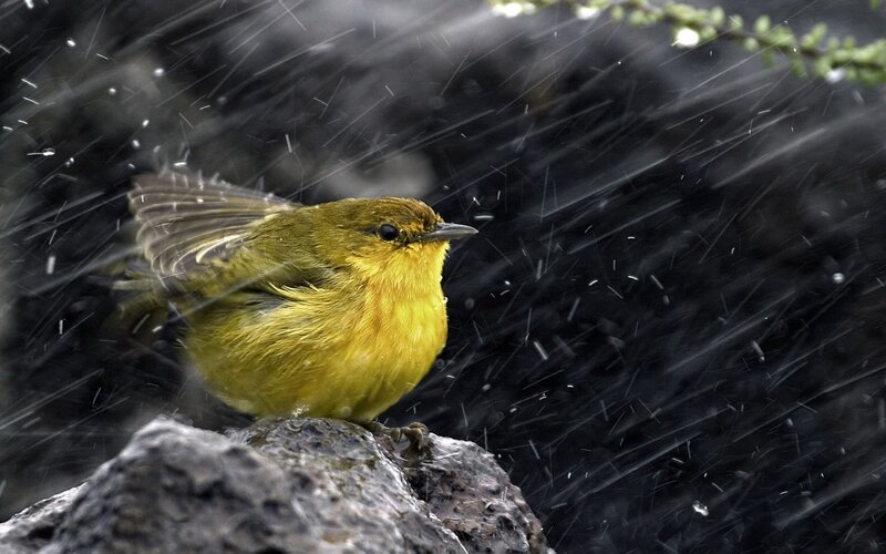 Yellow bird in the rain