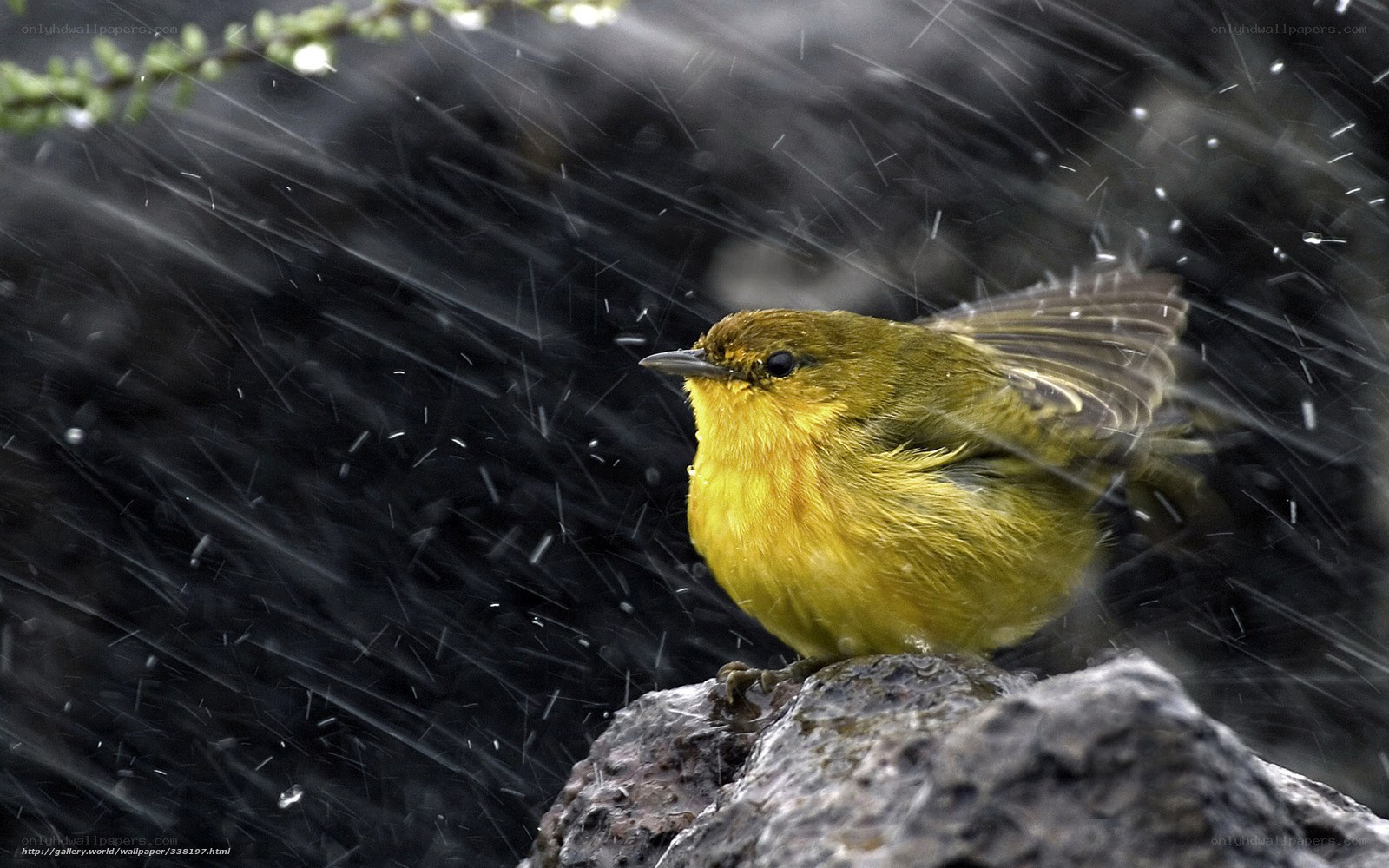 Yellow bird in the rain
