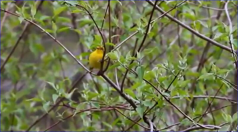 Yellow Bird in Tree