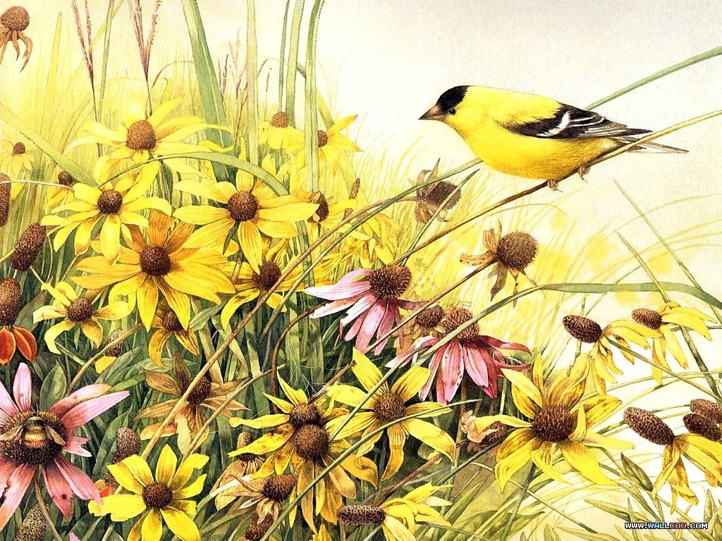 Yellow bird in wildflowers