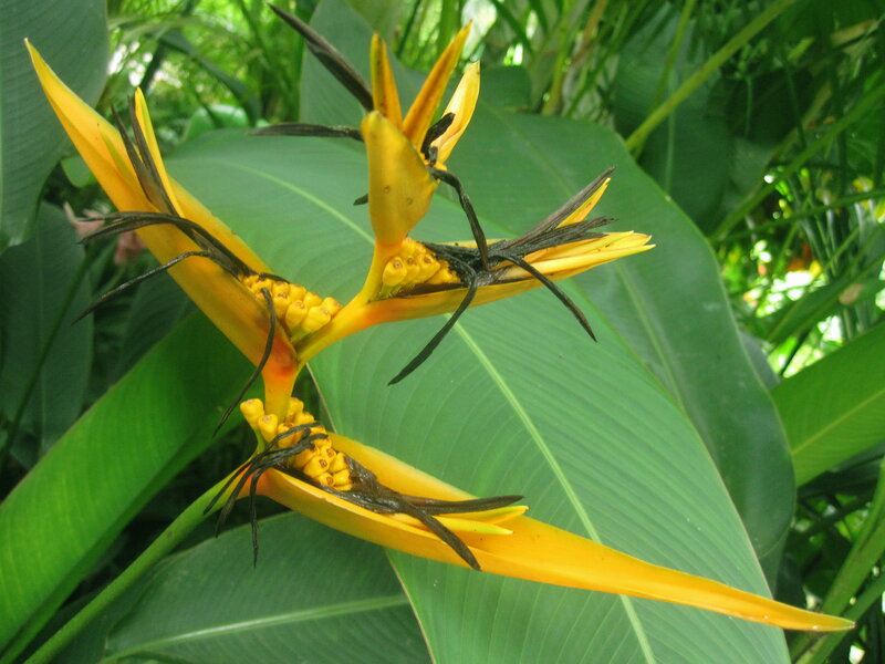 Yellow Bird of Paradise Flower