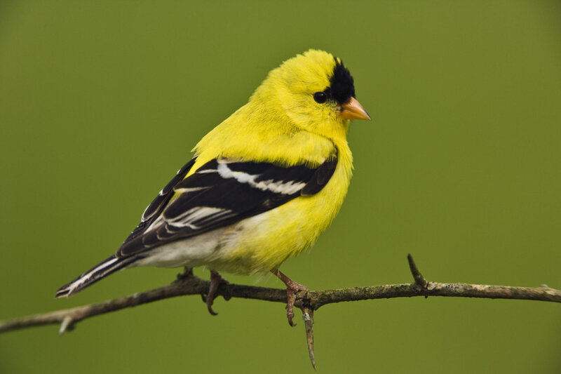 yellow bird on a branch