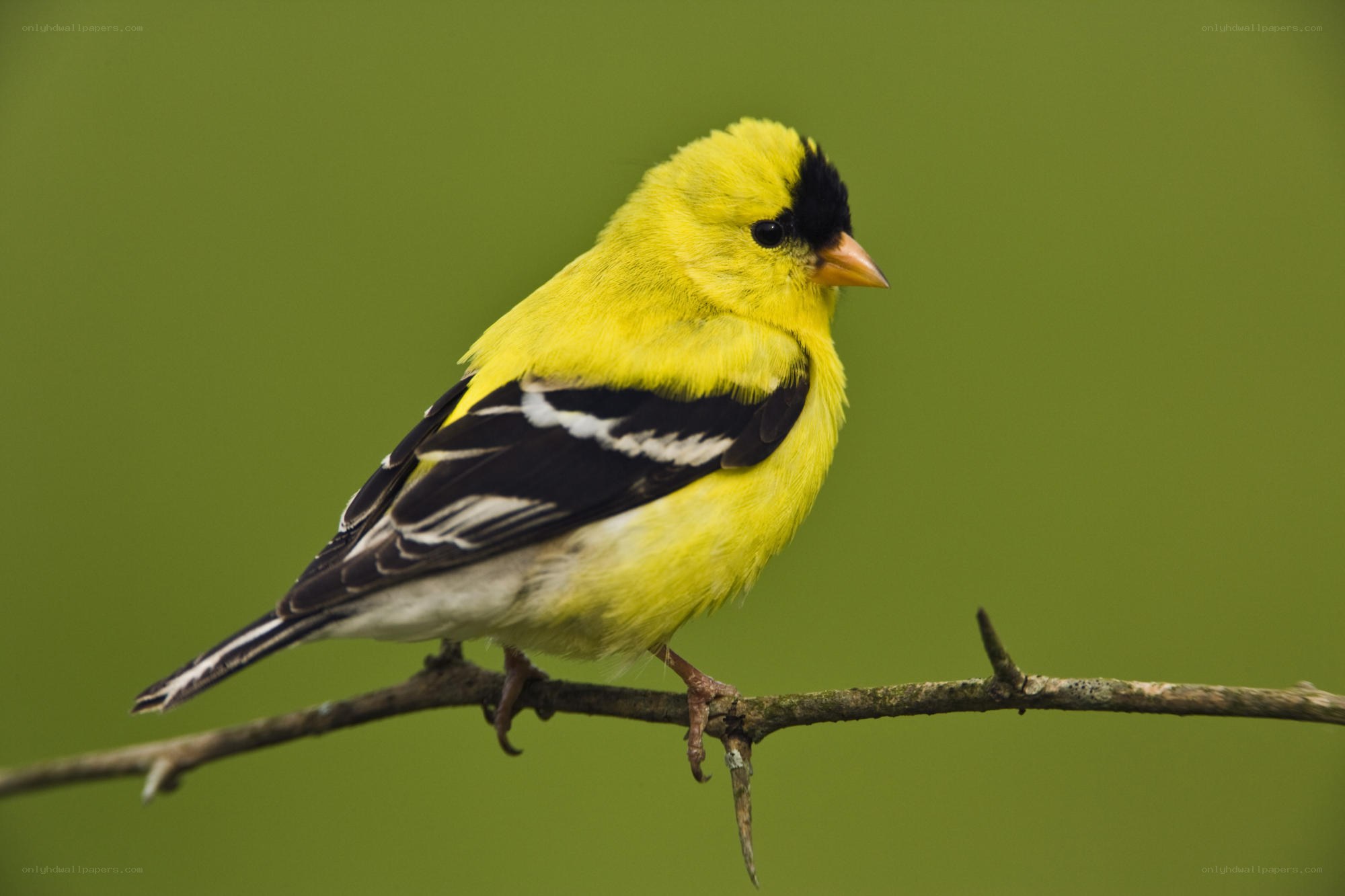 yellow bird on a branch
