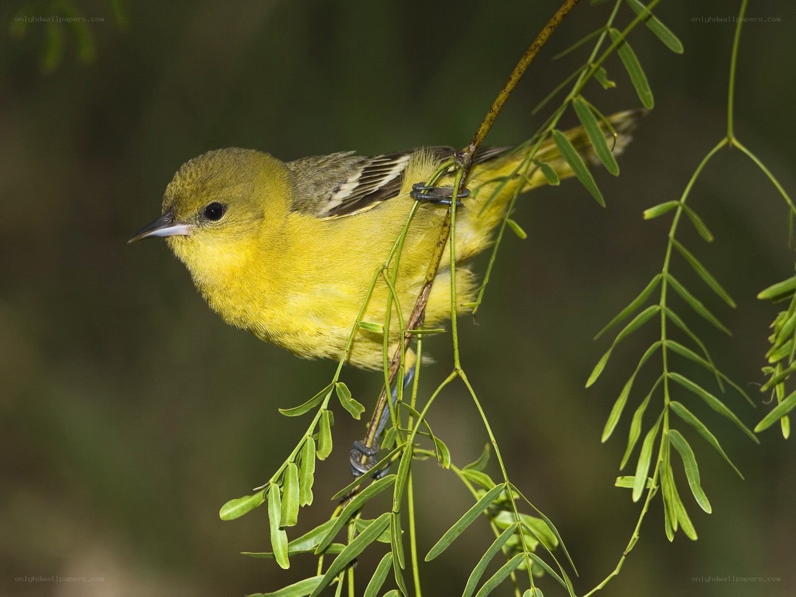 yellow bird on a branch