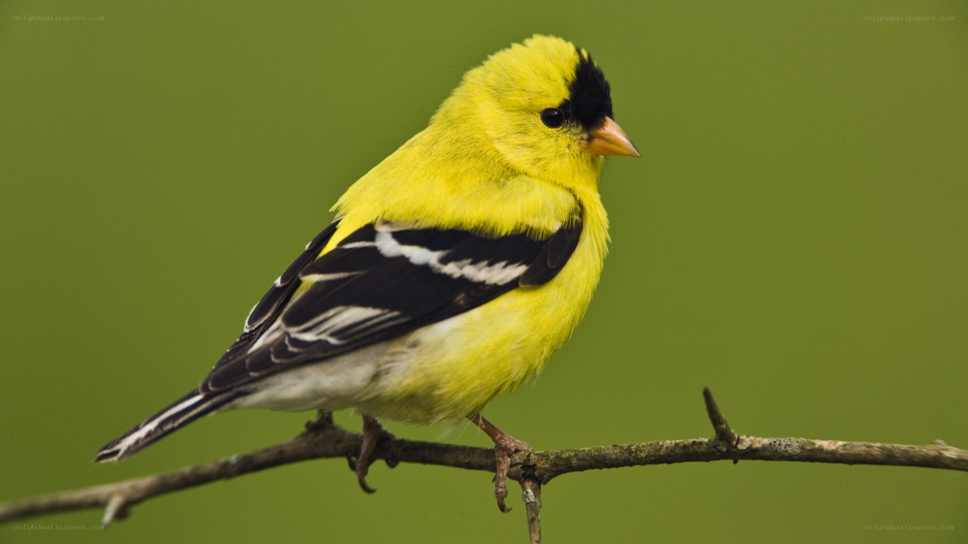 yellow bird on a branch